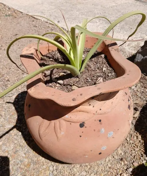 Agave Bracteosa Calamar en pot terre cuite