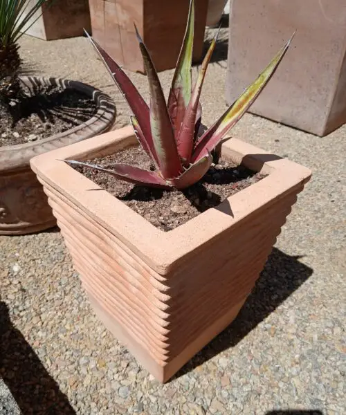 Agave Kerchuvei Huajuapan en pot terre cuite
