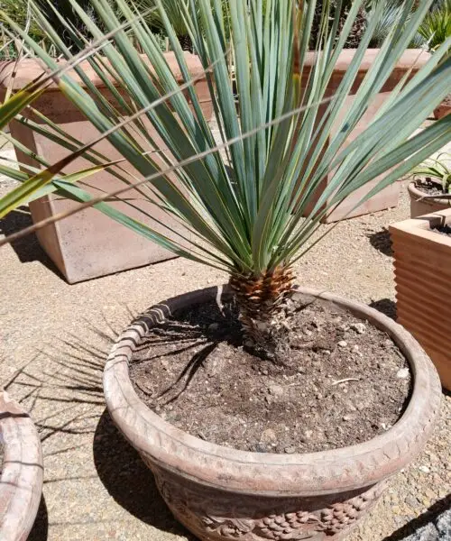 Yucca Rostrata en pot terre cuite