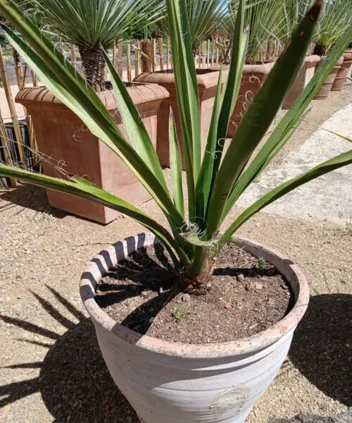 Yucca Faxoniana en pot en terre cuite
