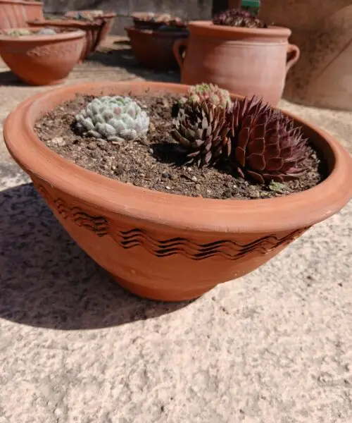 Sempervivum en pot terre cuite ( 3 joubarbes en mélange)