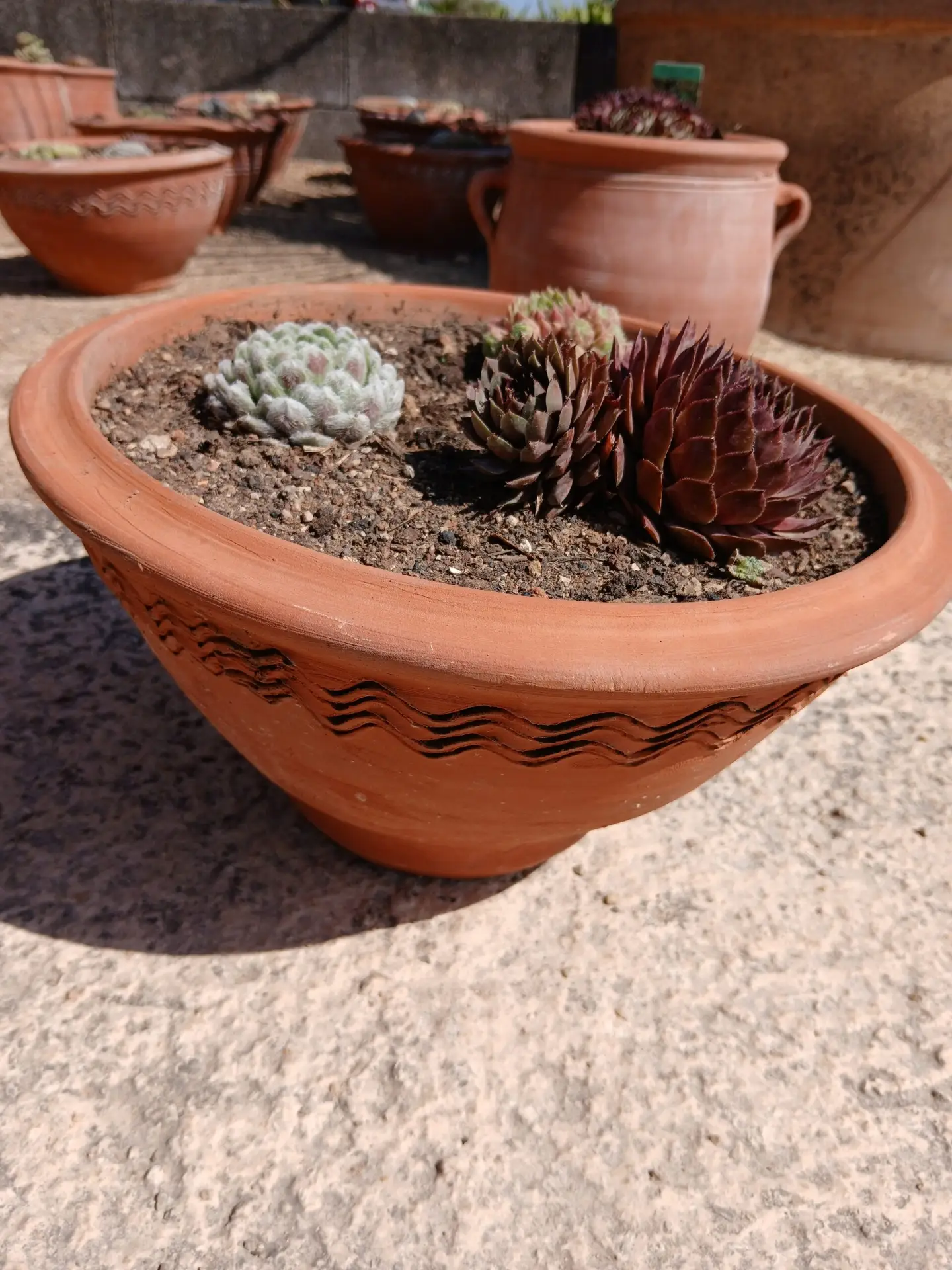 Sempervivum en pot terre cuite ( 3 joubarbes en mélange)