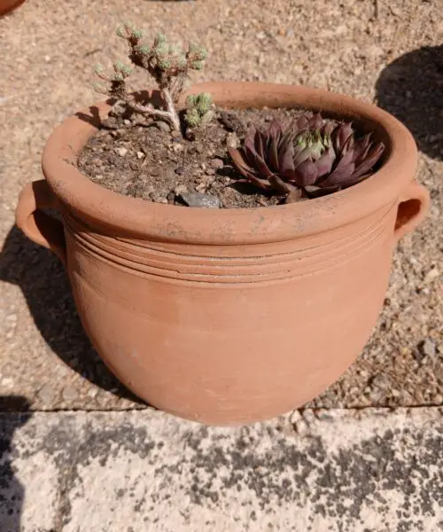 Sempervivum en pot de terre cuite (2 joubarbes en mélange)