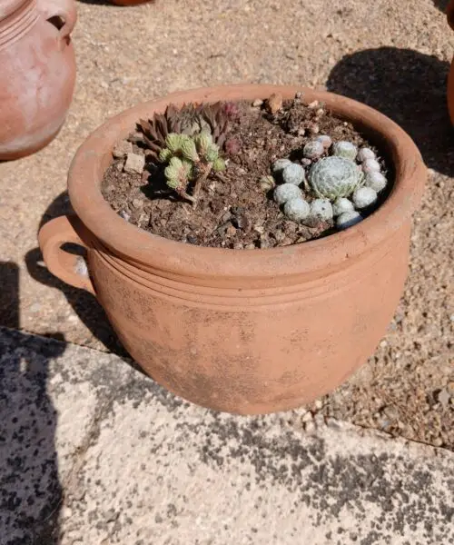 Sempervivum en pot de terre cuite (3 joubarbes en mélange)