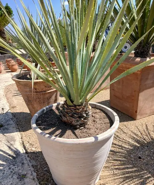 Dasylirion glaucophyllum en pot terre cuite