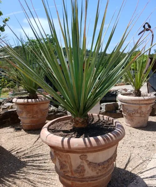Nolina Nelsonii en pot en terre cuite