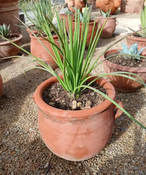 Agave de collection en pot de terre cuite