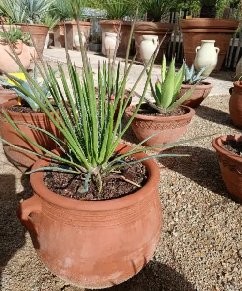 Agave de collection en pot de terre cuite