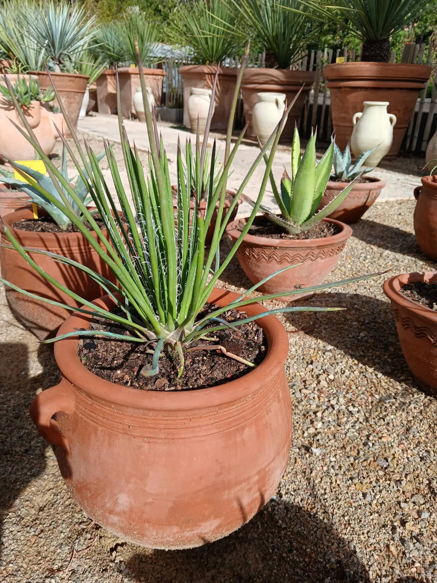 Agave de collection en pot de terre cuite