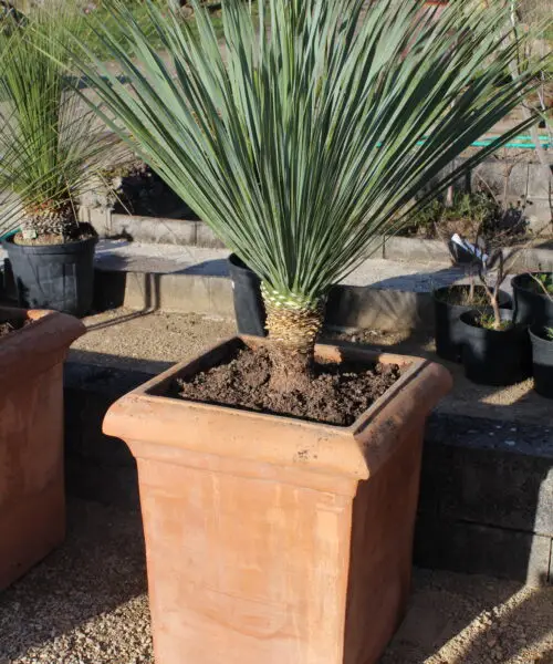 Yucca Rostrata en pot de terre cuite