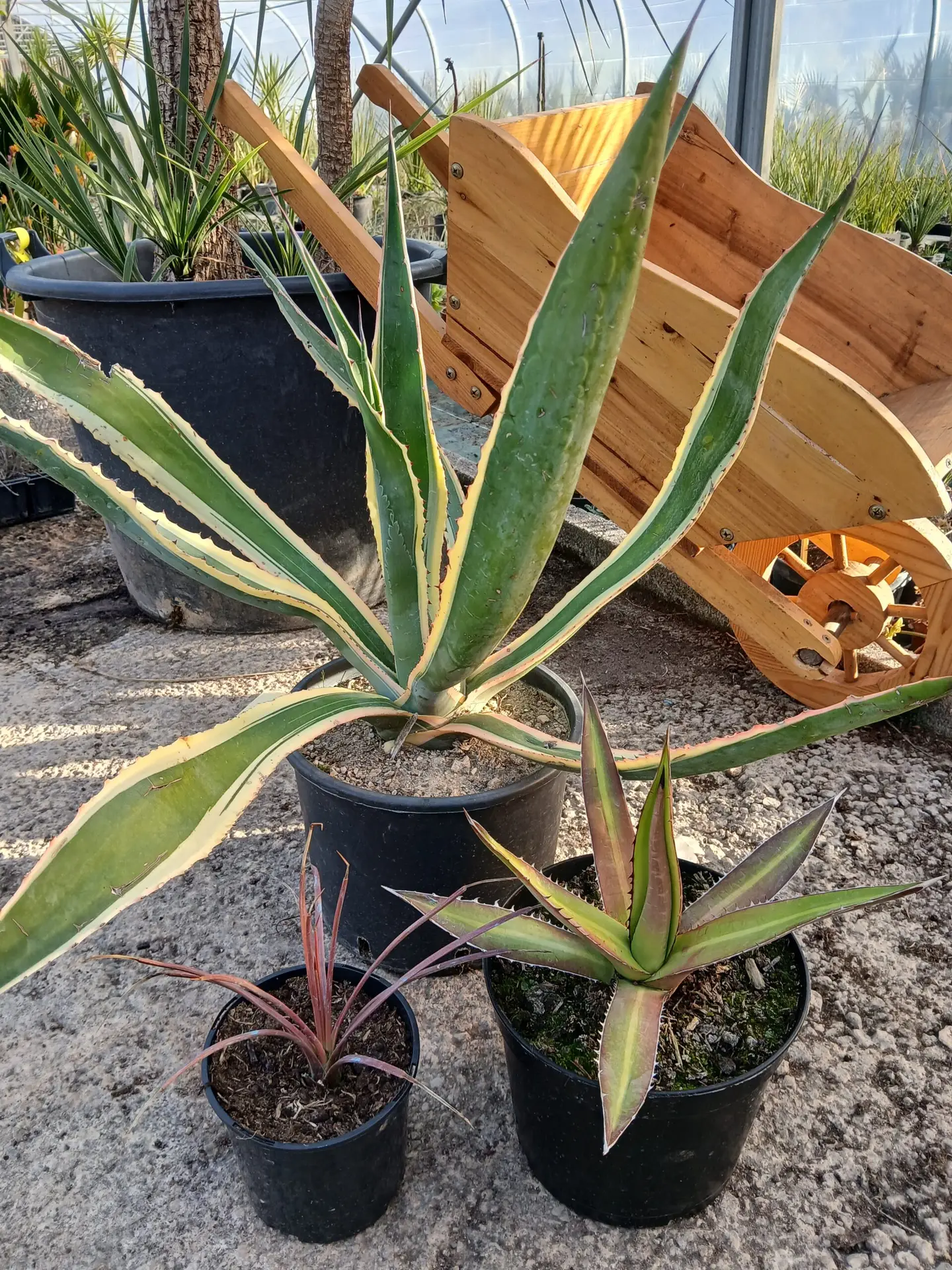 Triio Agaves présentation