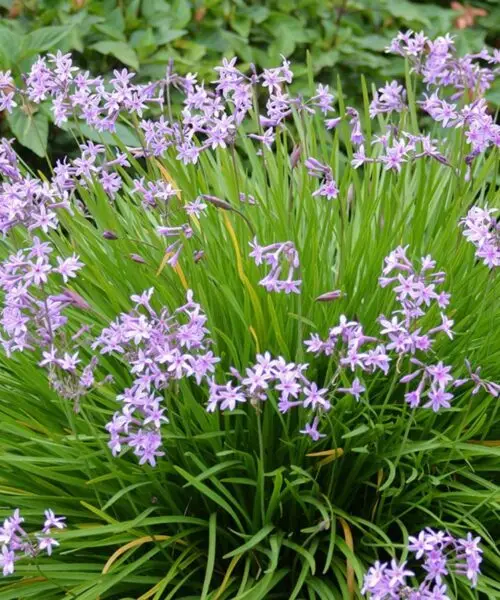 TULBAGHIA Violacea (à fleur violette)