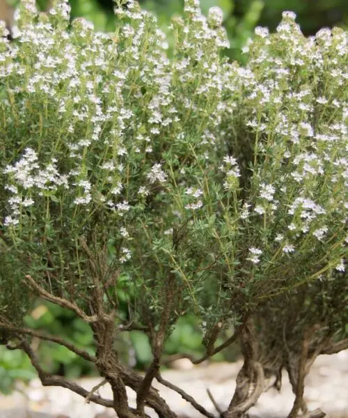 Thym commun (Thymus Vulgaris)