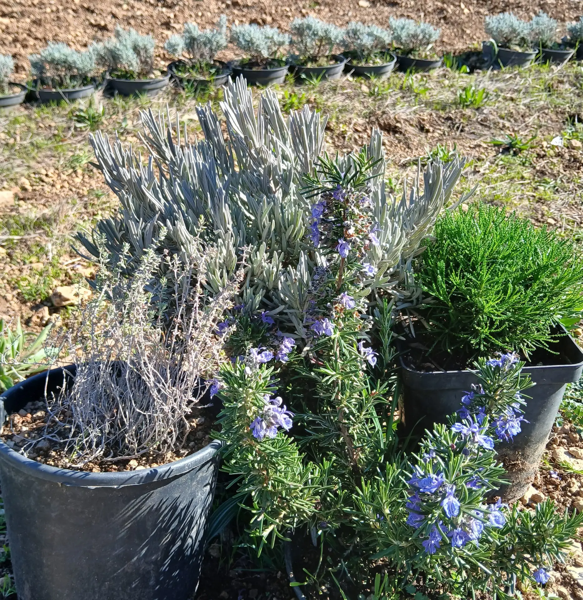 plantes de garrigue