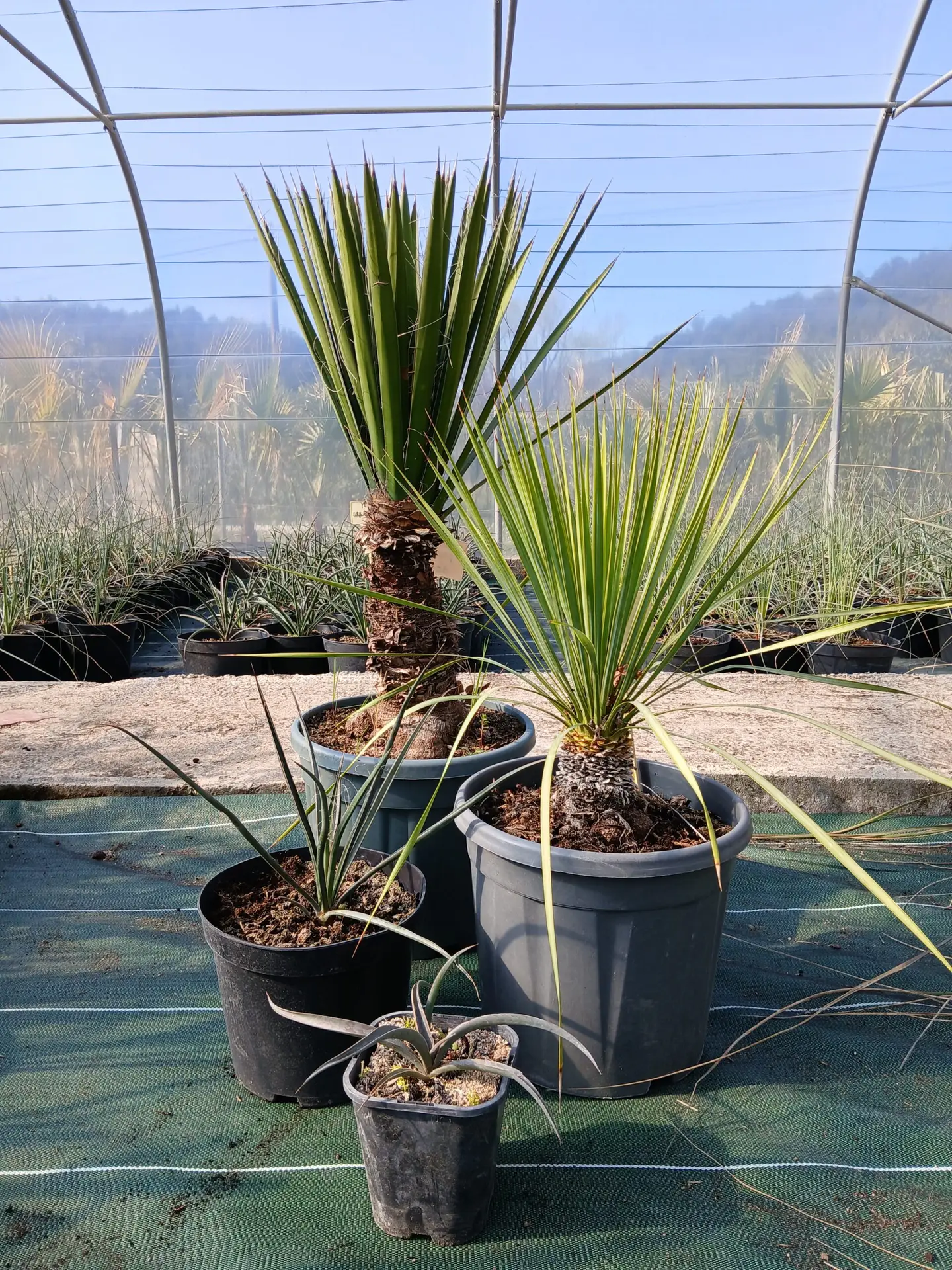 présentation YUCCAS ok