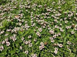 Lippia Nodiflora