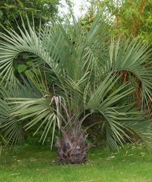 Butia Capitata