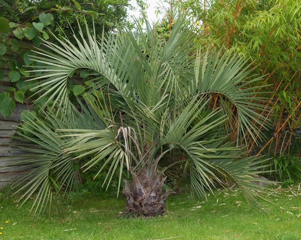 Butia Capitata