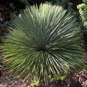 YUCCA Linearifolia