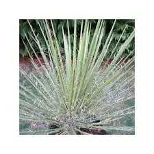 YUCCA Periculosa