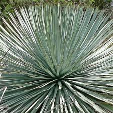 YUCCA Whipplei