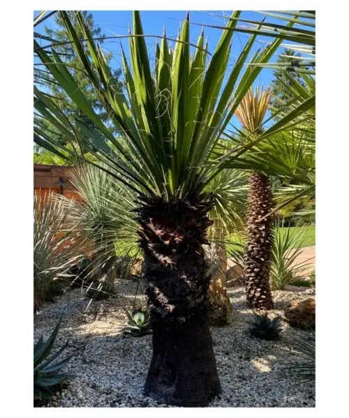 YUCCA Carnerosana