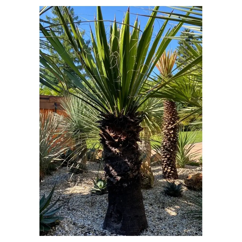 YUCCA Carnerosana