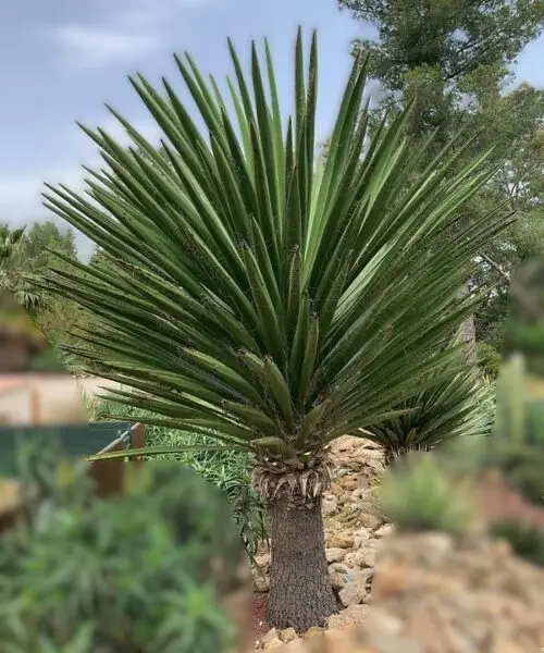 YUCCA Faxoniana