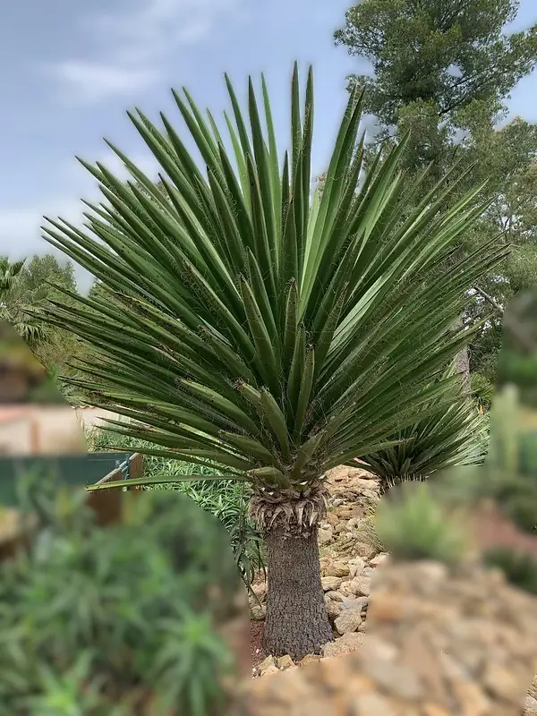 YUCCA Faxoniana