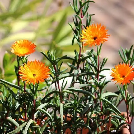 Ficoïde jaune orange